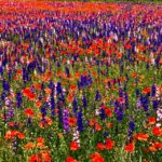 Chinon superbe champs de fleurs multicolores