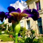 La Pénesais - le jardin fleuri de lys