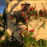 La Pénesais - le jardin fleuri de rosiers grimpants