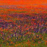 Chinon champs de fleurs multicolores