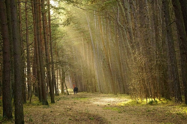randonnée en forêt