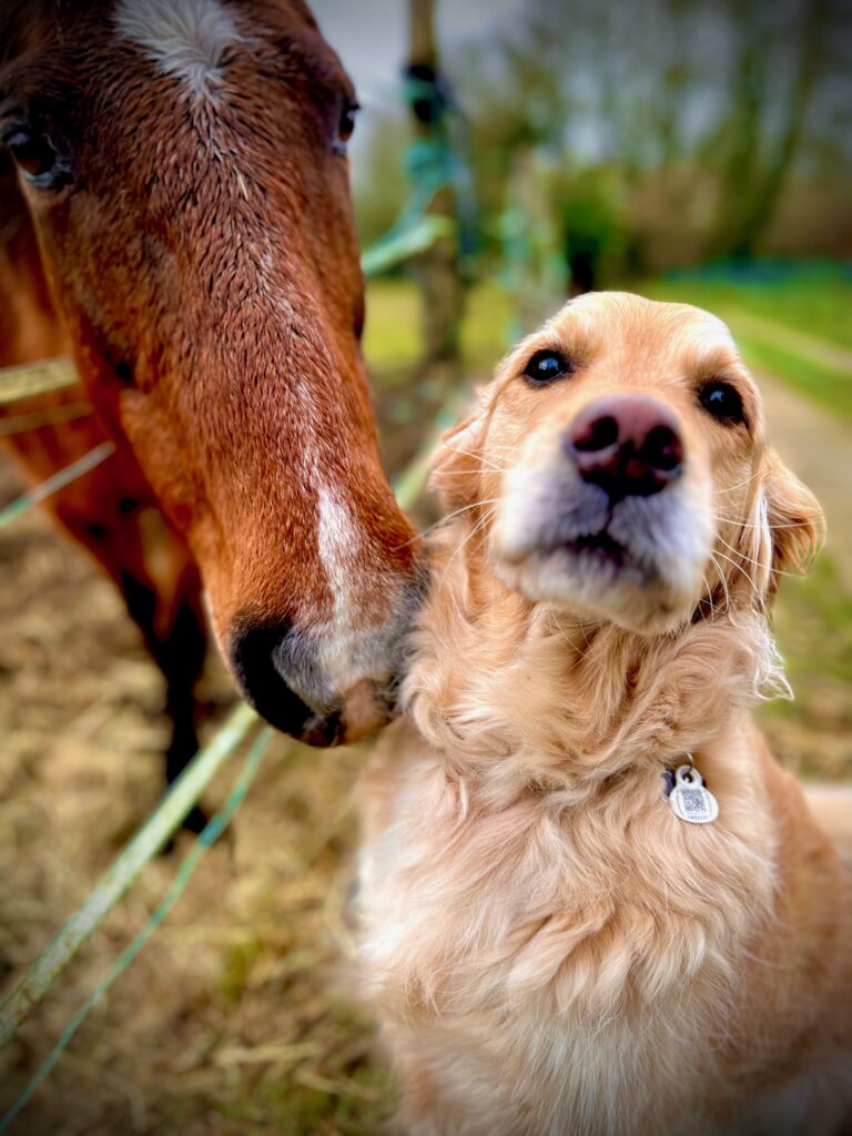 Loustique, notre Golden Retriever